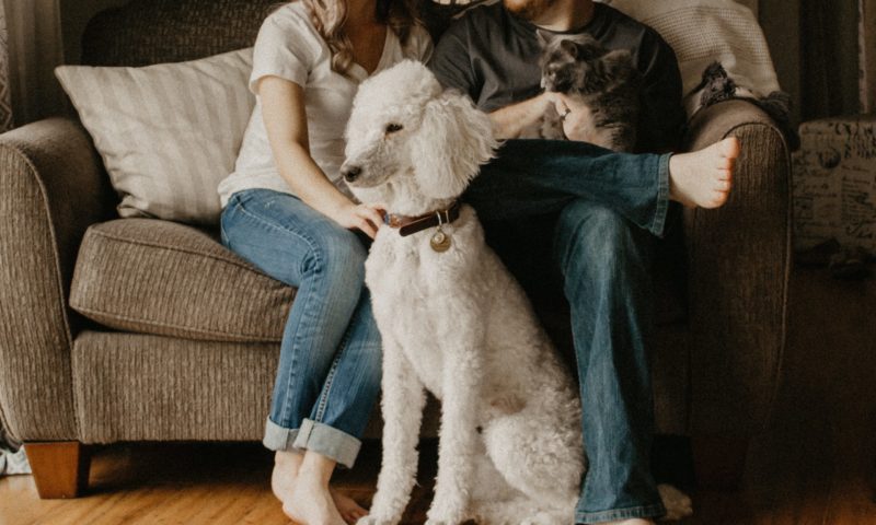 a couple sitting on a sofa with cat and dog